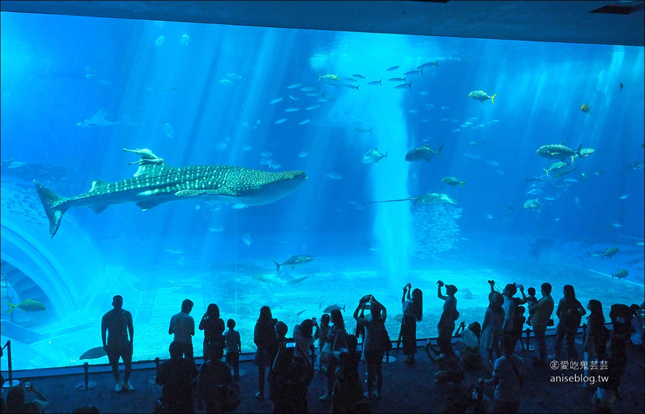 沖繩的美麗海水族館，超大鯨鯊池好療癒！