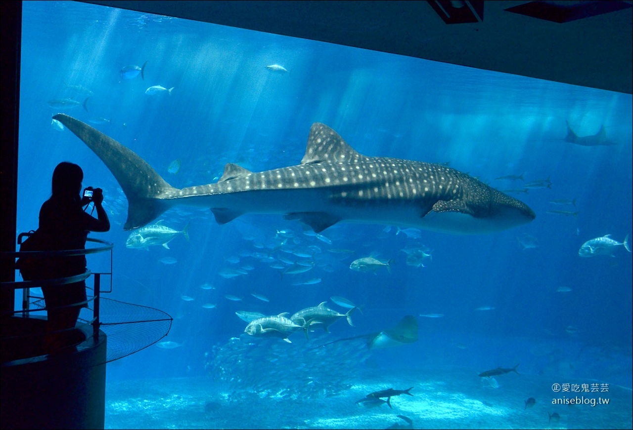 沖繩的美麗海水族館，超大鯨鯊池好療癒！