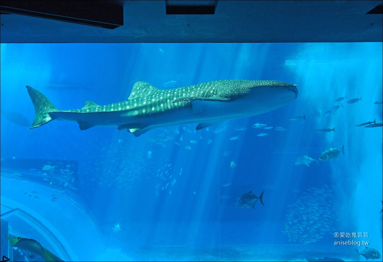 沖繩的美麗海水族館，超大鯨鯊池好療癒！