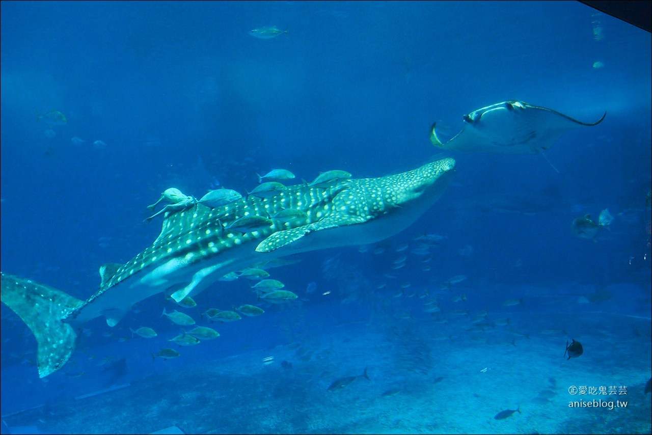 沖繩的美麗海水族館，超大鯨鯊池好療癒！