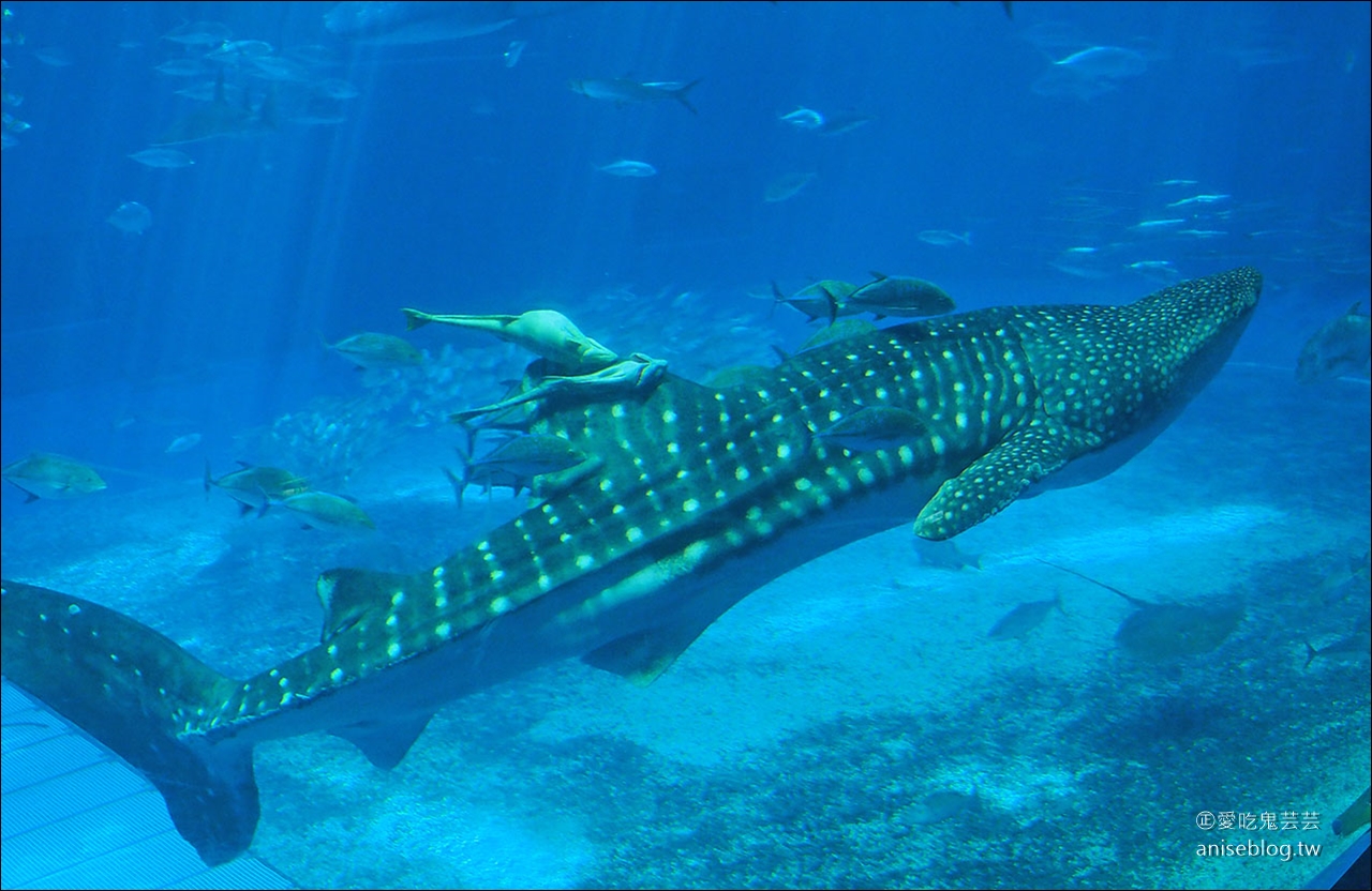 沖繩的美麗海水族館，超大鯨鯊池好療癒！