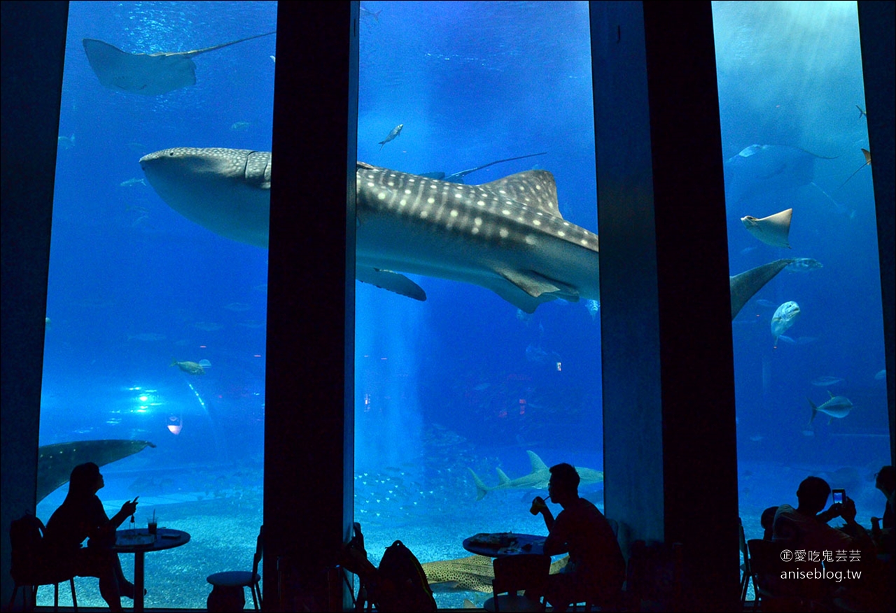 沖繩的美麗海水族館，超大鯨鯊池好療癒！