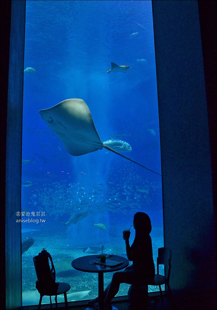 沖繩的美麗海水族館，超大鯨鯊池好療癒！