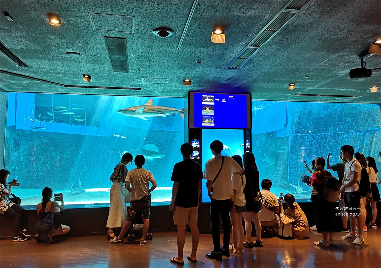 沖繩的美麗海水族館，超大鯨鯊池好療癒！