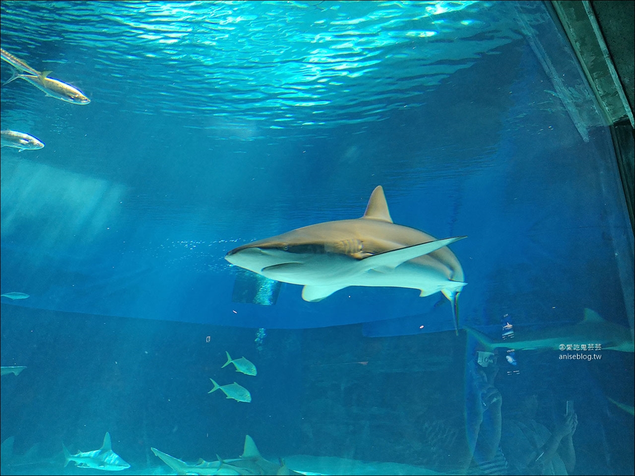 沖繩的美麗海水族館，超大鯨鯊池好療癒！