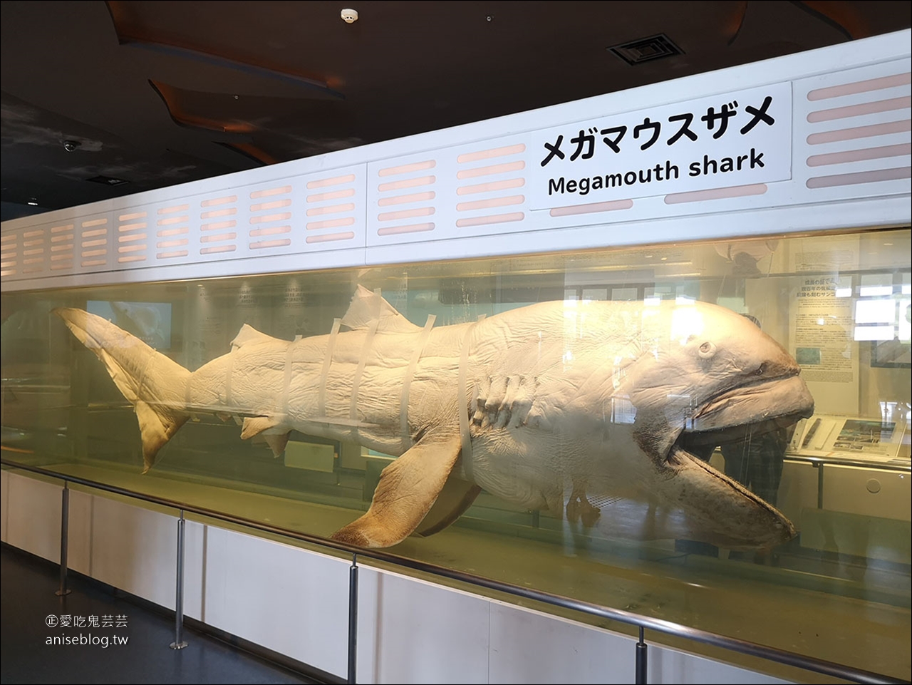 沖繩的美麗海水族館，超大鯨鯊池好療癒！