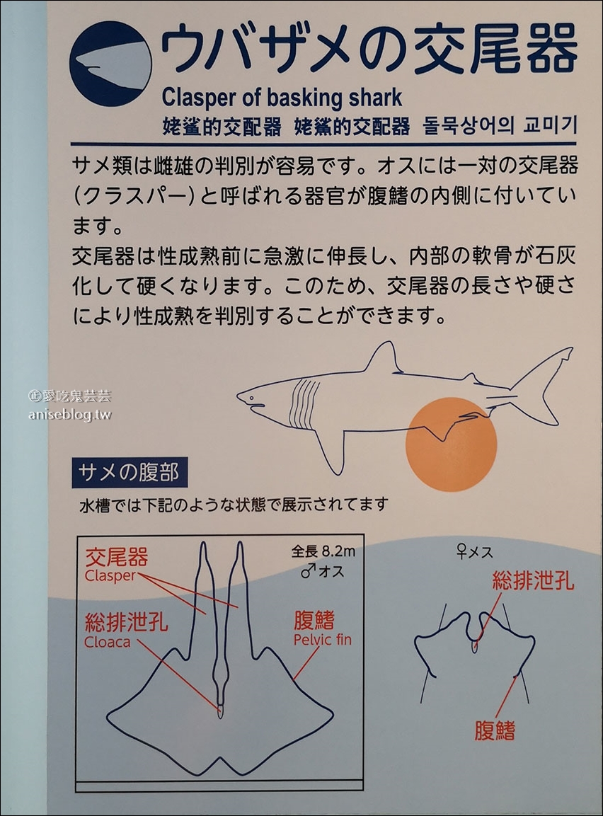 沖繩的美麗海水族館，超大鯨鯊池好療癒！