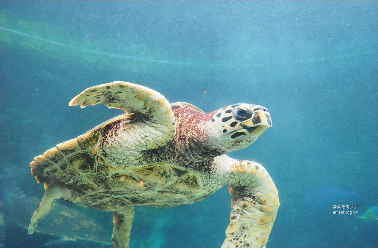 沖繩的美麗海水族館，超大鯨鯊池好療癒！