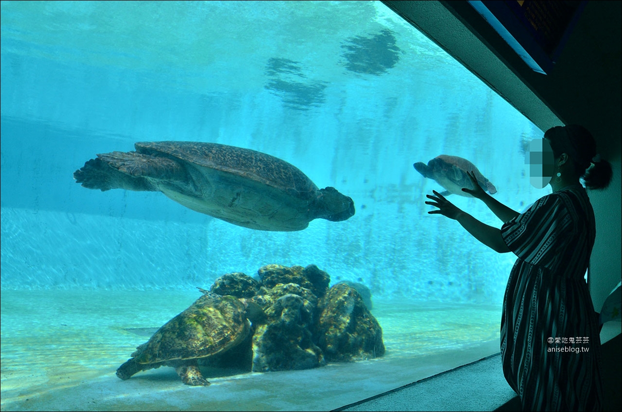 沖繩的美麗海水族館，超大鯨鯊池好療癒！