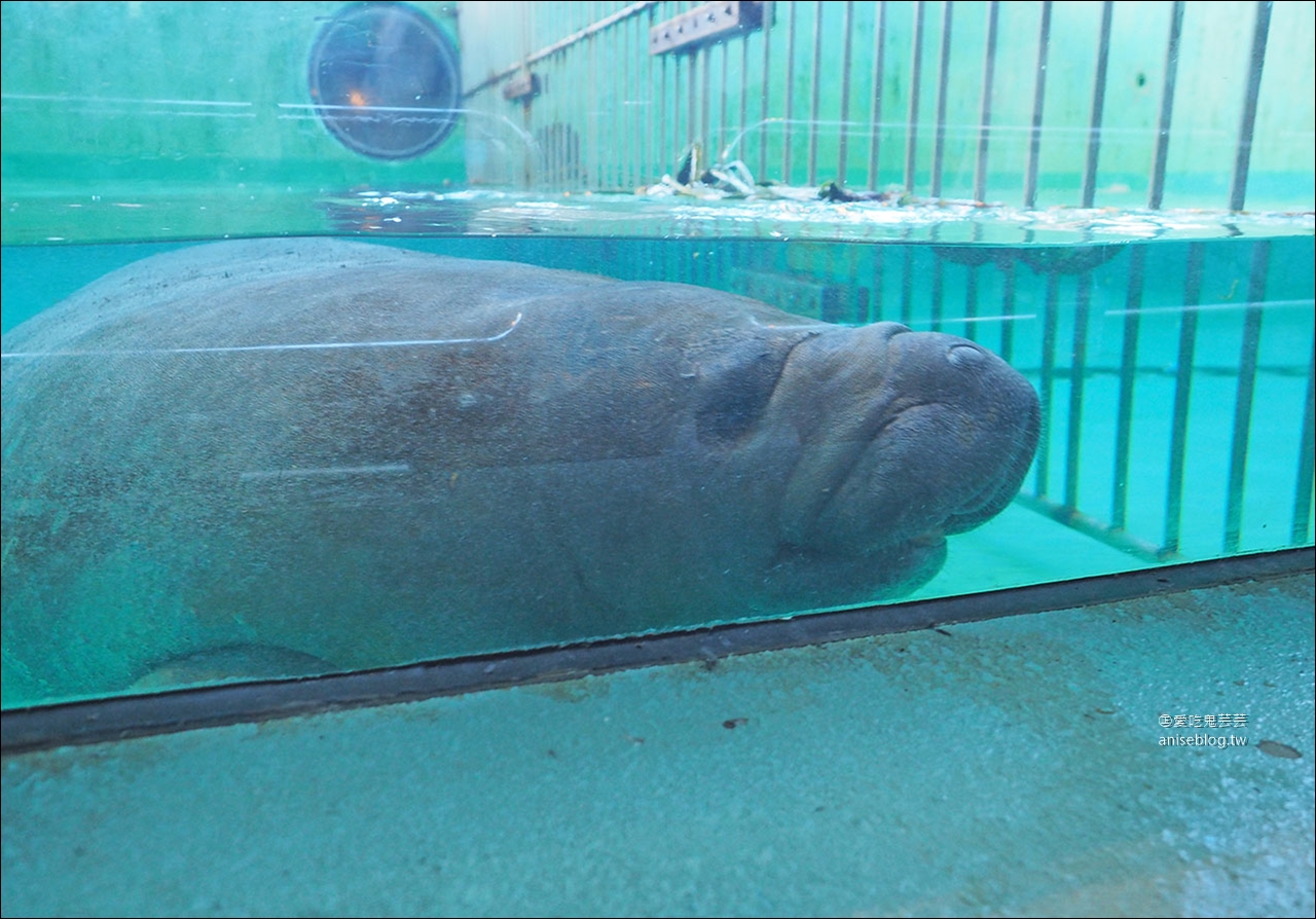 沖繩的美麗海水族館，超大鯨鯊池好療癒！