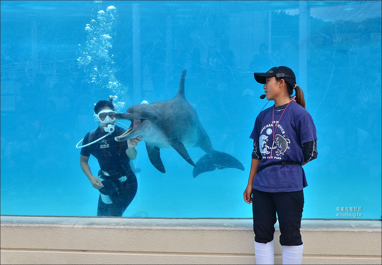 沖繩的美麗海水族館，超大鯨鯊池好療癒！