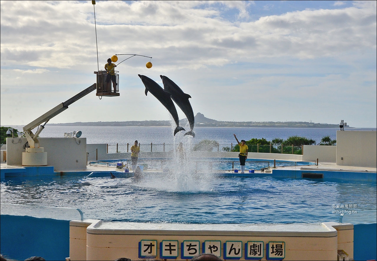 沖繩的美麗海水族館，超大鯨鯊池好療癒！