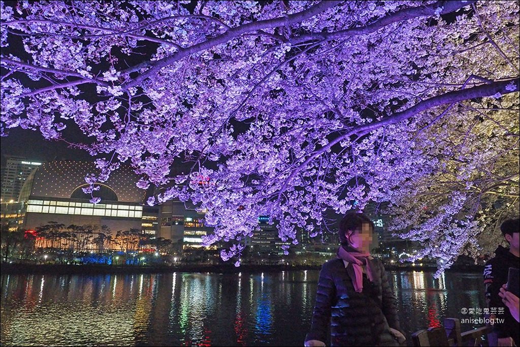 首爾櫻花景點 | 石村湖、汝矣島、首爾林