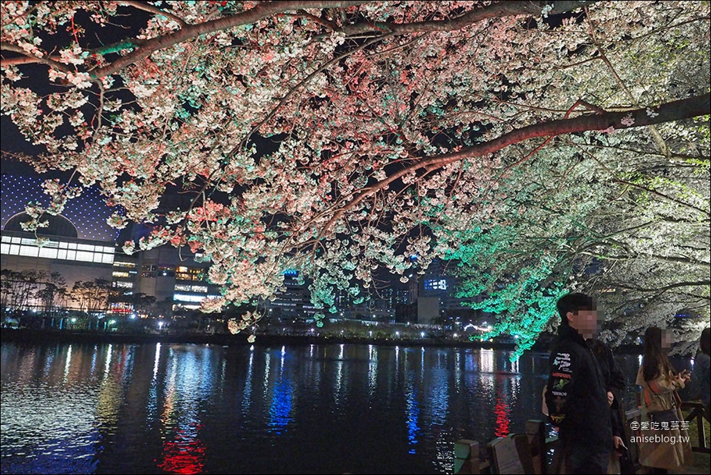 首爾櫻花景點 | 石村湖、汝矣島、首爾林