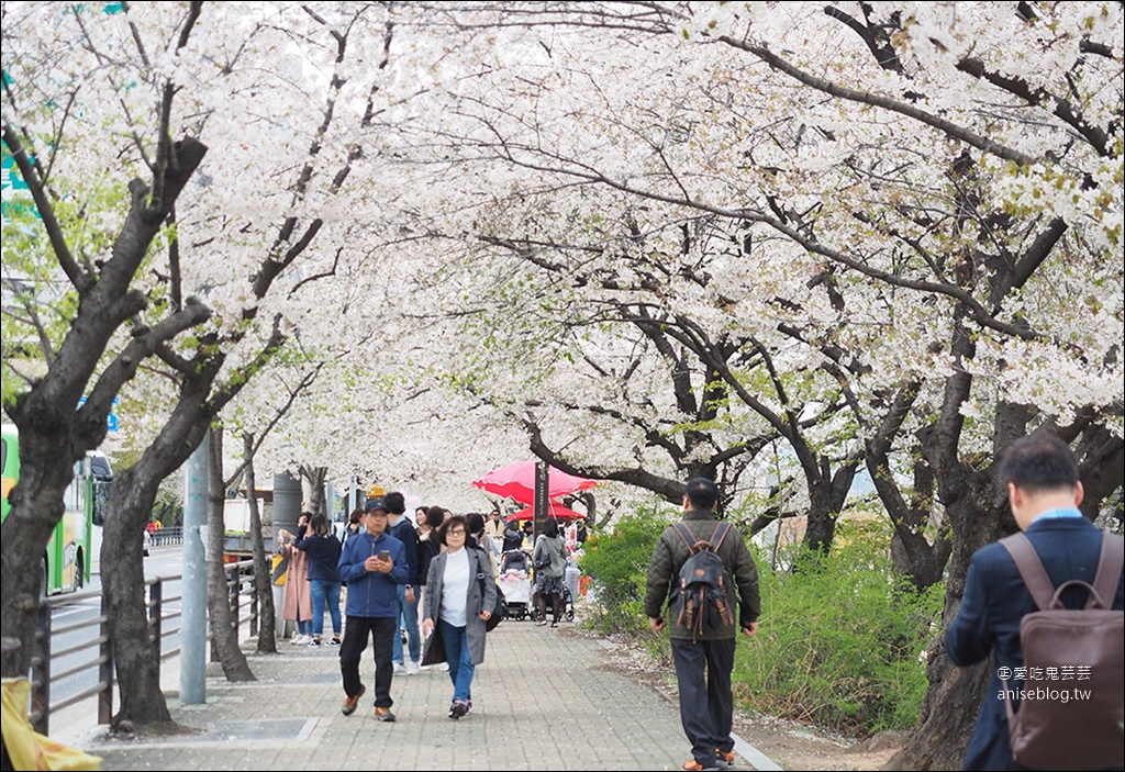 首爾櫻花景點 | 石村湖、汝矣島、首爾林