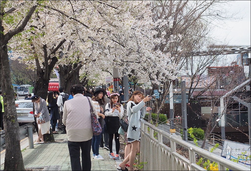 首爾櫻花景點 | 石村湖、汝矣島、首爾林