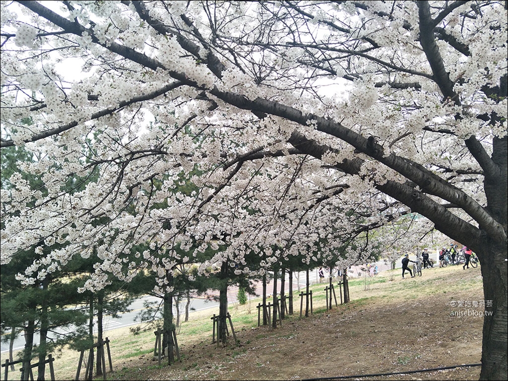 首爾櫻花景點 | 石村湖、汝矣島、首爾林