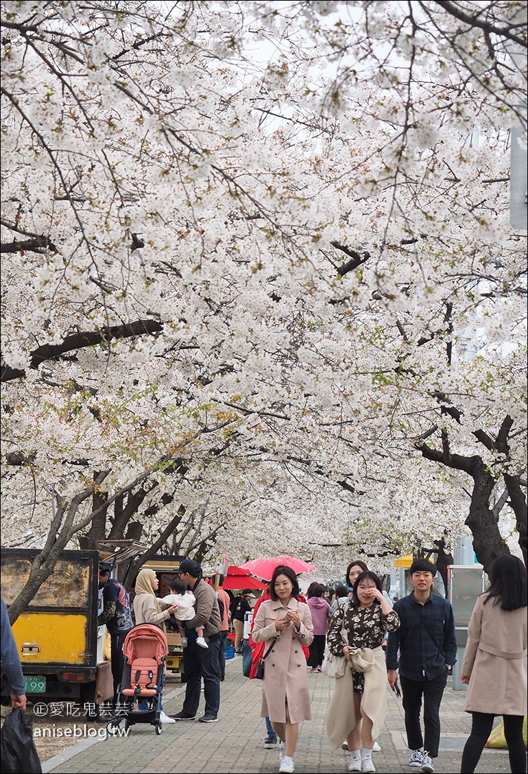 首爾櫻花景點 | 石村湖、汝矣島、首爾林