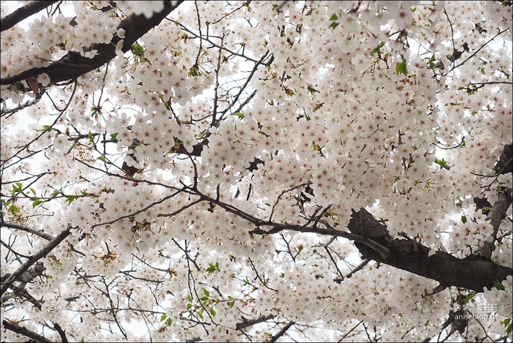 首爾櫻花景點 | 石村湖、汝矣島、首爾林