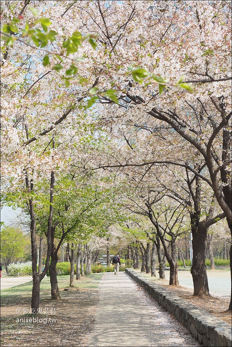 首爾櫻花景點 | 石村湖、汝矣島、首爾林