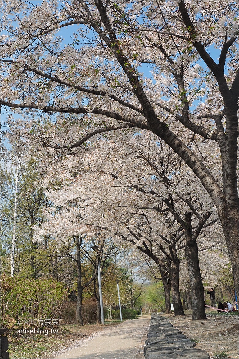 首爾櫻花景點 | 石村湖、汝矣島、首爾林