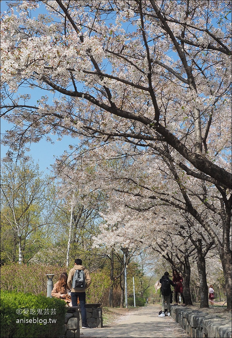 首爾櫻花景點 | 石村湖、汝矣島、首爾林