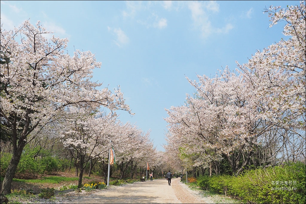 首爾櫻花景點 | 石村湖、汝矣島、首爾林