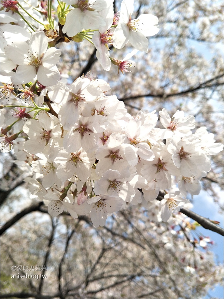 首爾櫻花景點 | 石村湖、汝矣島、首爾林