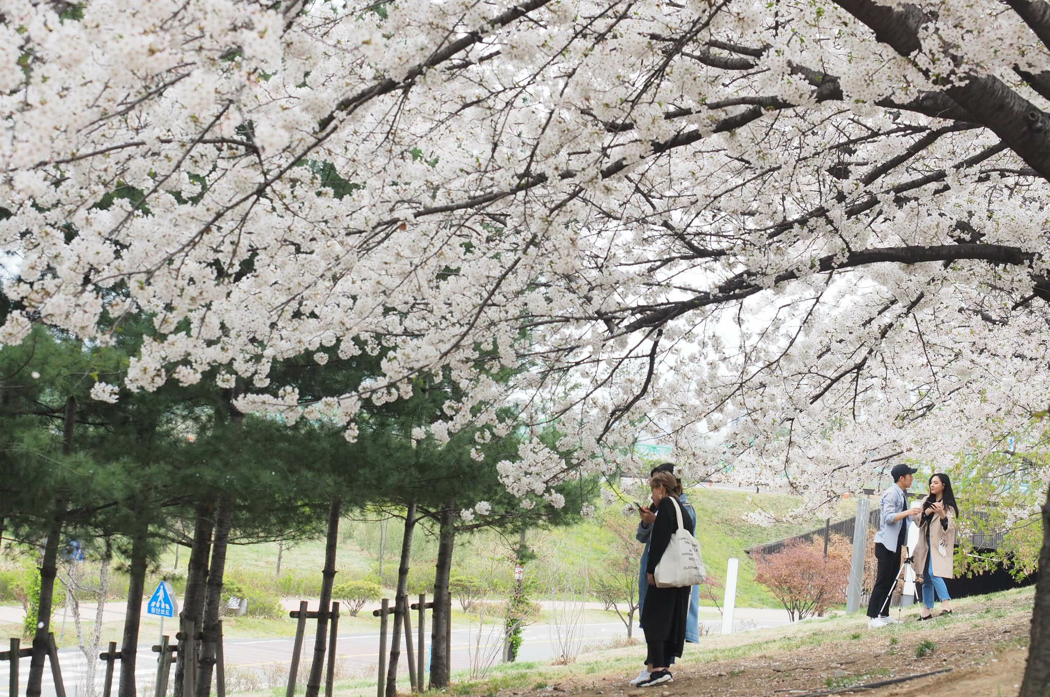 首爾櫻花景點 | 石村湖、汝矣島、首爾林