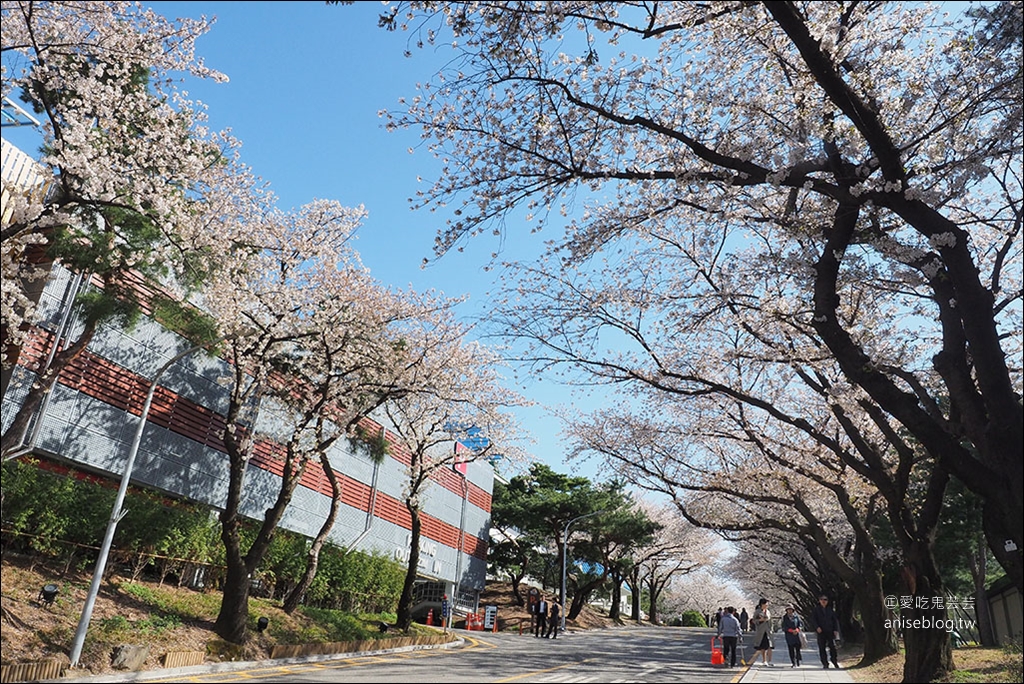 首爾賞櫻一日遊：夢想森林、首爾大公園、賽馬公園