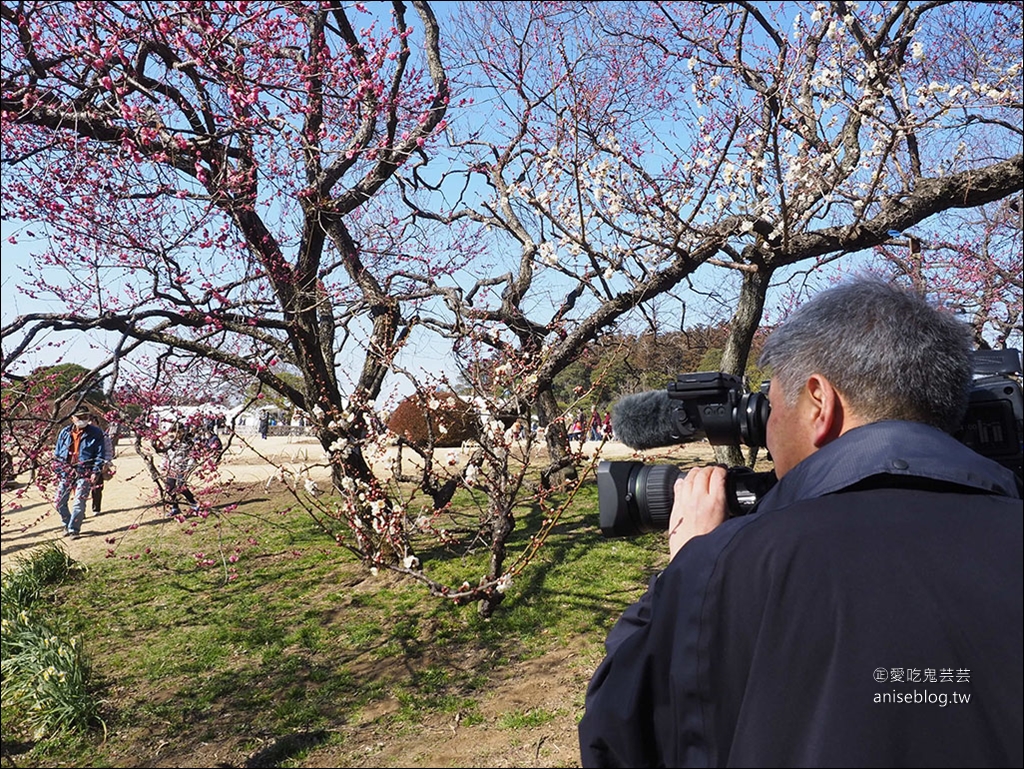 茨城縣賞梅 | 偕樂園、弘道館、筑波山梅林