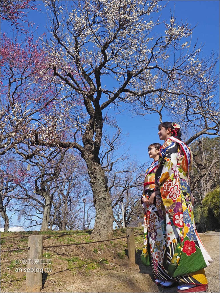 茨城縣賞梅 | 偕樂園、弘道館、筑波山梅林