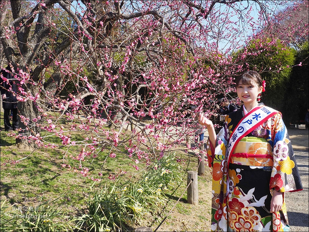 茨城縣賞梅 | 偕樂園、弘道館、筑波山梅林