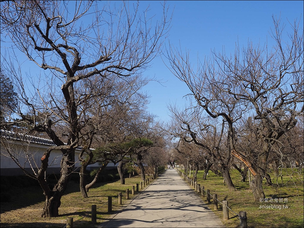 茨城縣賞梅 | 偕樂園、弘道館、筑波山梅林