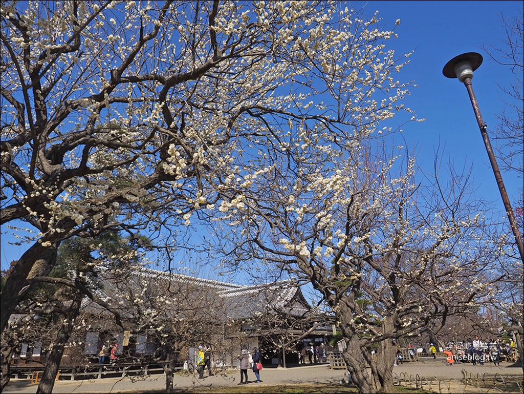 茨城縣賞梅 | 偕樂園、弘道館、筑波山梅林