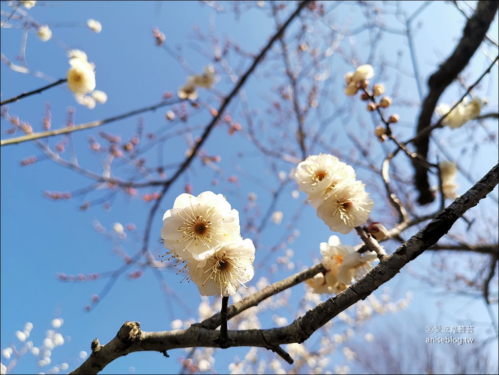 茨城縣賞梅 | 偕樂園、弘道館、筑波山梅林