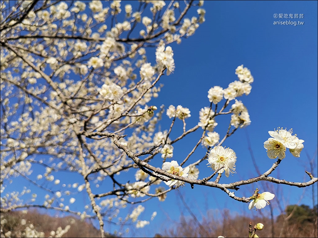 茨城縣賞梅 | 偕樂園、弘道館、筑波山梅林