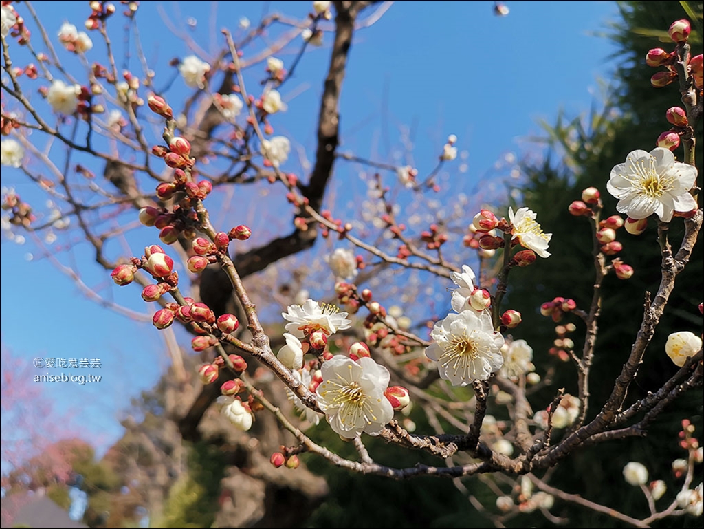 茨城縣賞梅 | 偕樂園、弘道館、筑波山梅林