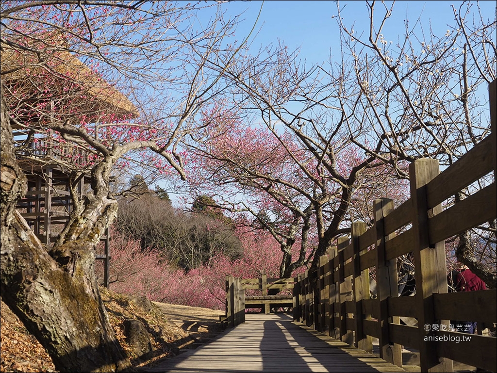 茨城縣賞梅 | 偕樂園、弘道館、筑波山梅林