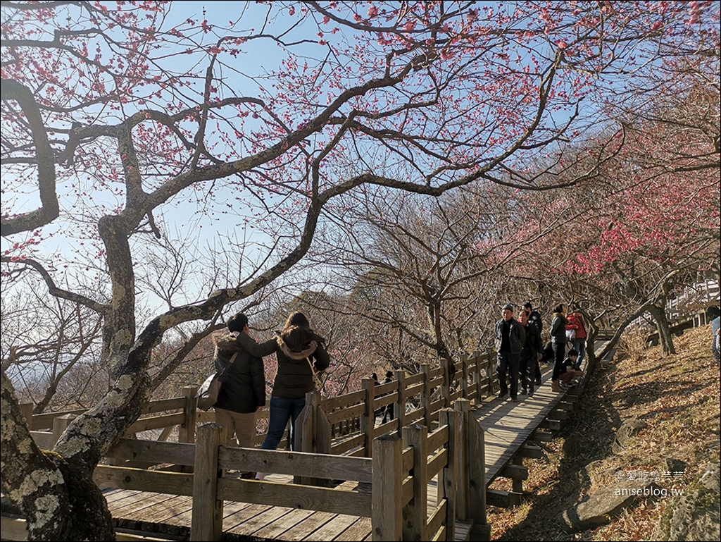 茨城縣賞梅 | 偕樂園、弘道館、筑波山梅林