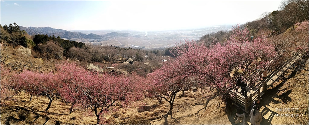 茨城縣賞梅 | 偕樂園、弘道館、筑波山梅林