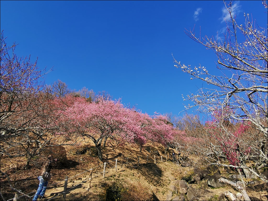 茨城縣賞梅 | 偕樂園、弘道館、筑波山梅林