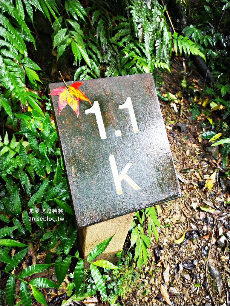 宜蘭礁溪抹茶山、聖母登山步道，遠眺龜山島俯瞰蘭陽平原絕美景緻(姊姊遊記)