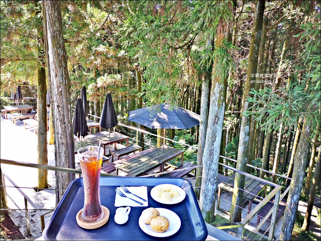 三峽熊空茶園，走一趟台北秘境森林下午茶吧！(姊姊遊記)