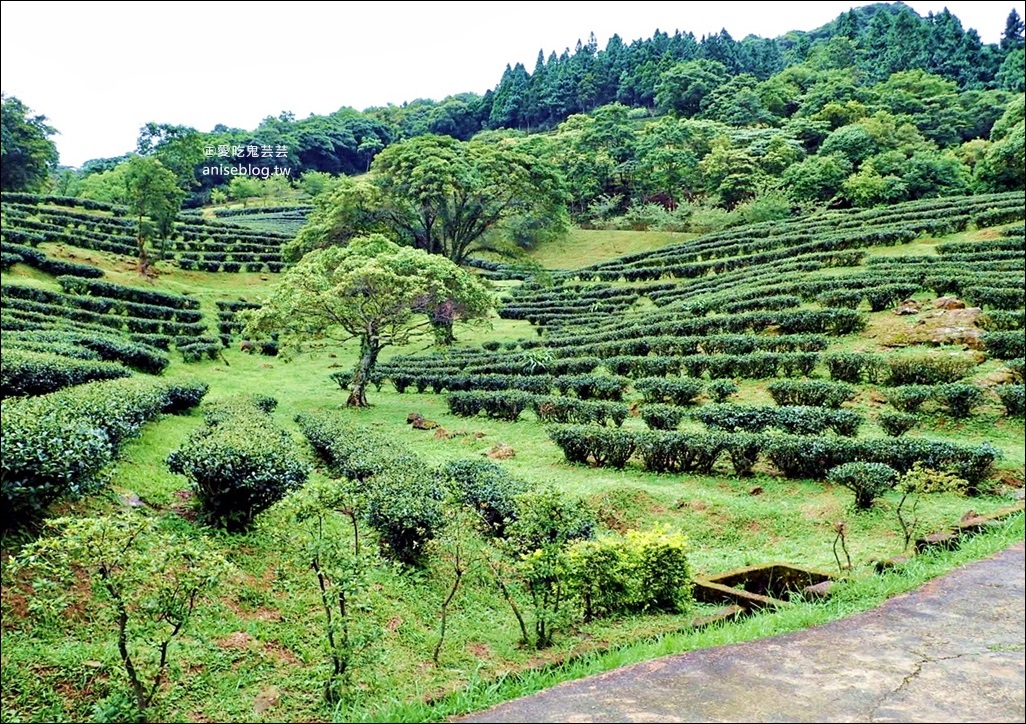 三峽熊空茶園，走一趟台北秘境森林下午茶吧！(姊姊遊記)