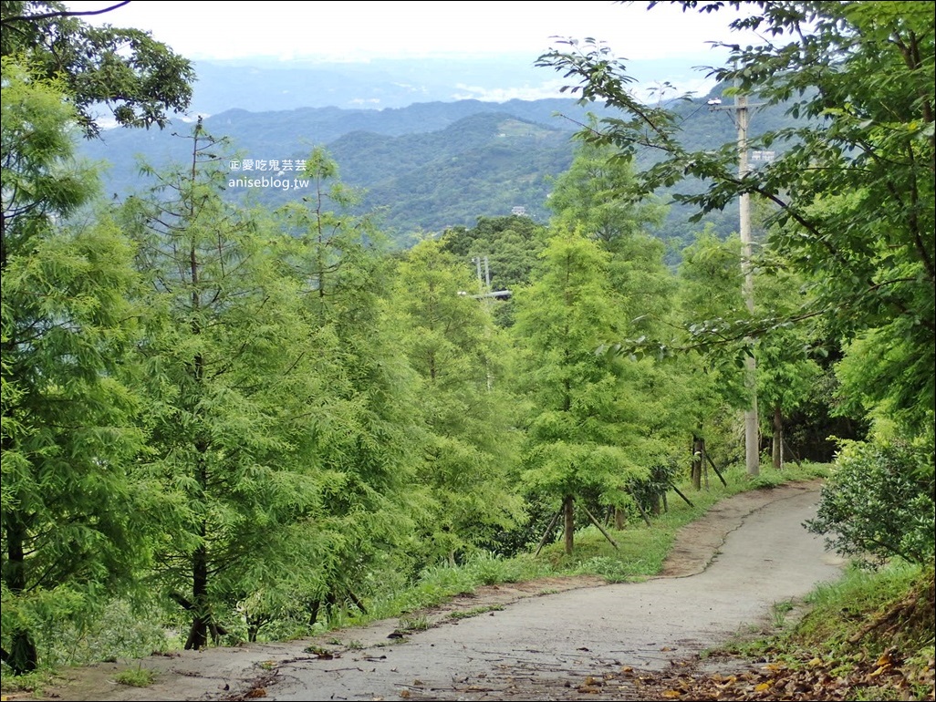 三峽熊空茶園，走一趟台北秘境森林下午茶吧！(姊姊遊記)