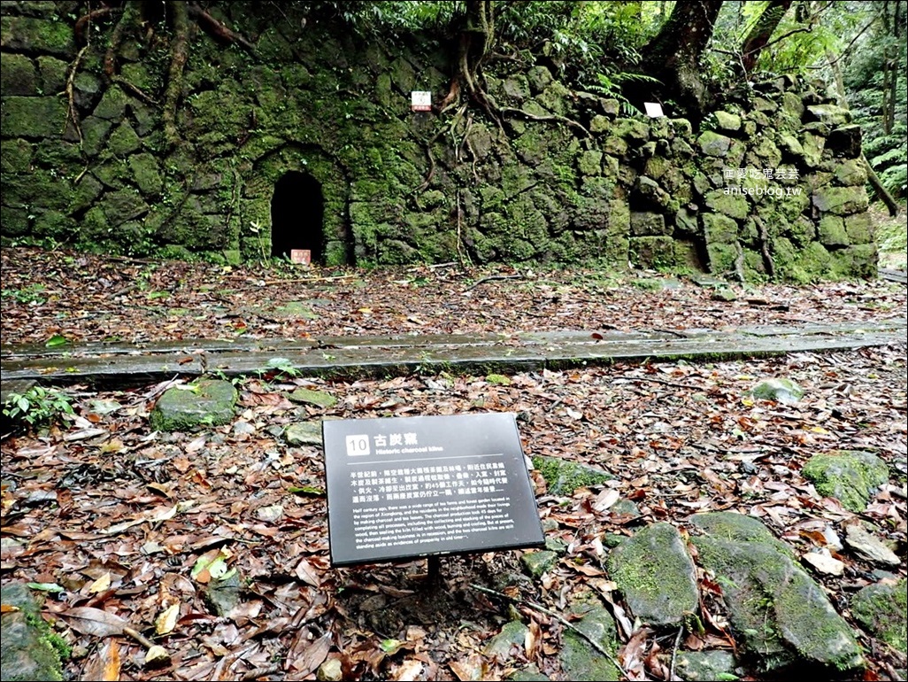 三峽熊空茶園，走一趟台北秘境森林下午茶吧！(姊姊遊記)