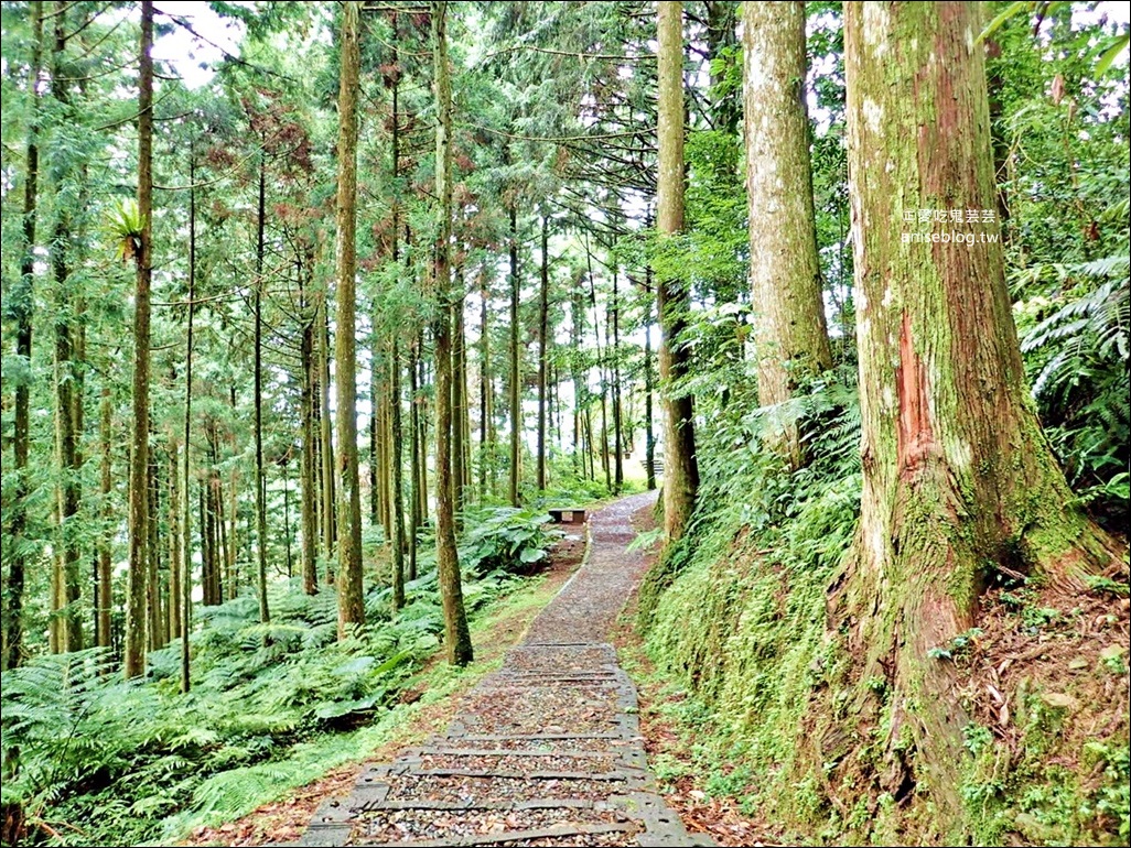 三峽熊空茶園，走一趟台北秘境森林下午茶吧！(姊姊遊記)