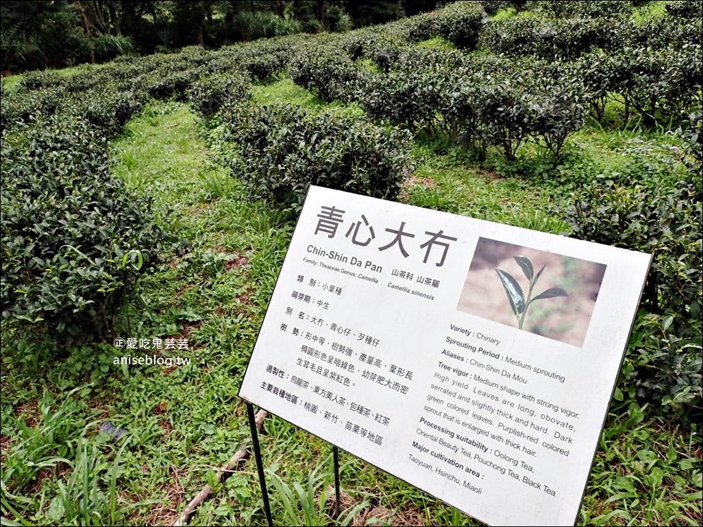 三峽熊空茶園，走一趟台北秘境森林下午茶吧！(姊姊遊記)