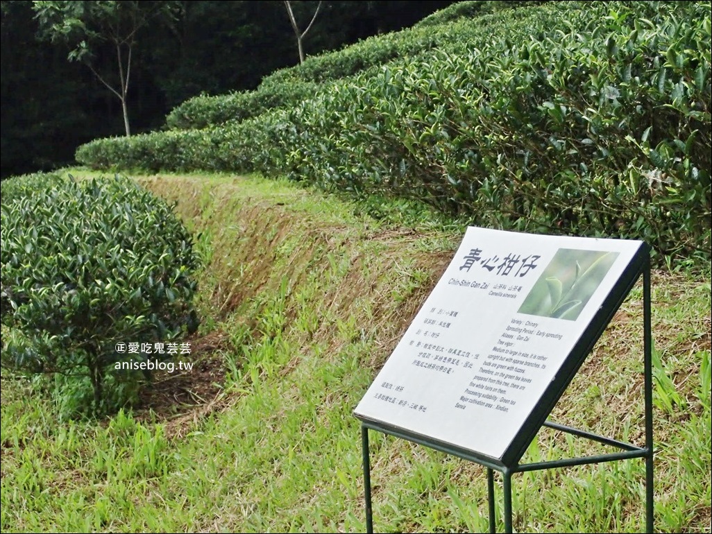 三峽熊空茶園，走一趟台北秘境森林下午茶吧！(姊姊遊記)